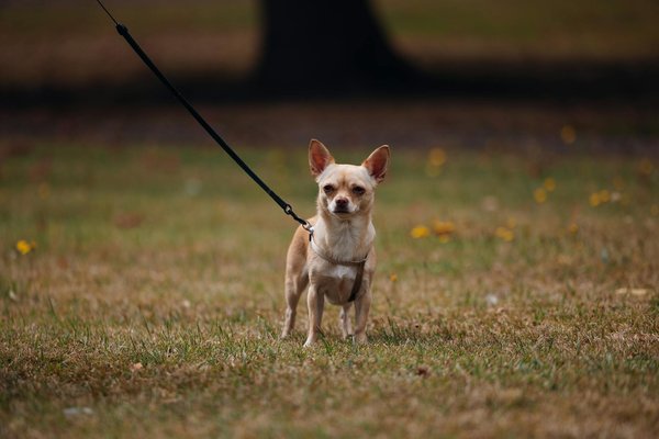 Amis A Quatre Pattes