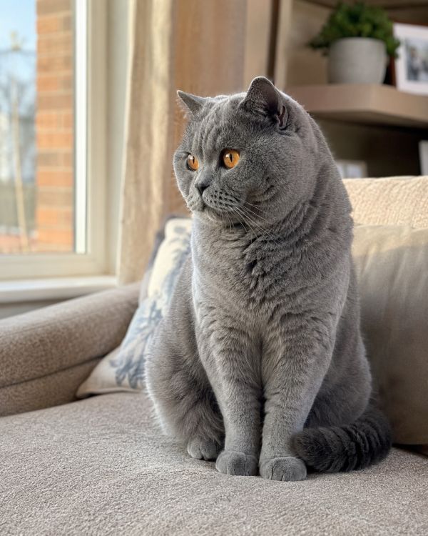 Adopter un chaton British Shorthair : le parcours complet étape par étape